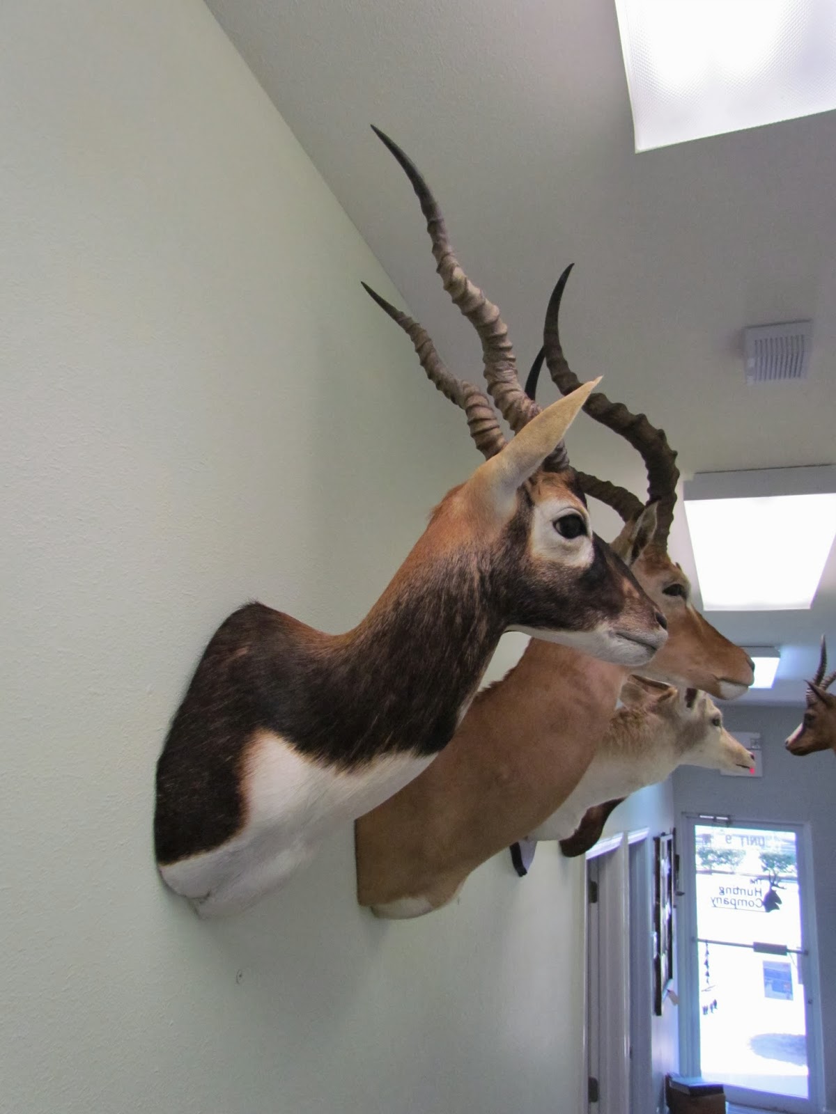 The Hunting Company Worldwide Hunting and Film Blackbuck Antelope