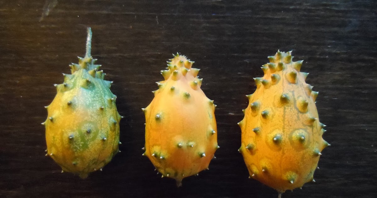 Edible Tropicals How to Grow horned melon