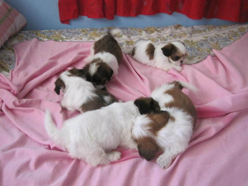 Mindanao Pet Masters Shih Tzu Puppies For Sale Davao Area