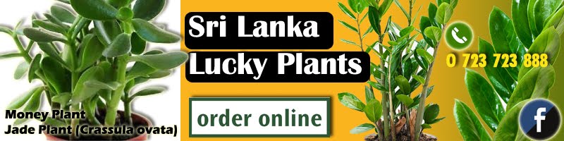 Money Lucky Plants - Sri Lanka