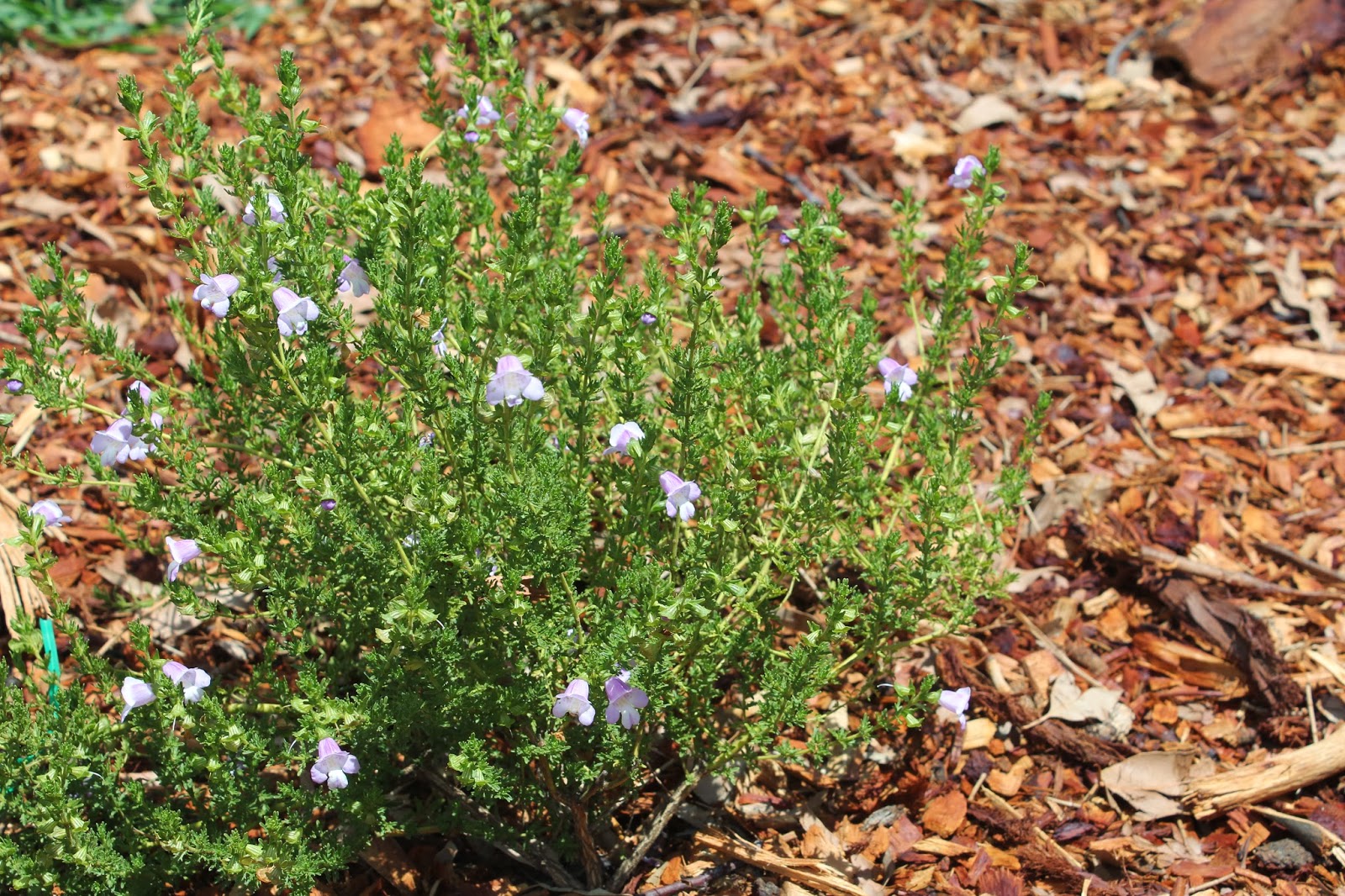 Ohio Birds And Biodiversity The Virtues Of Native Plants