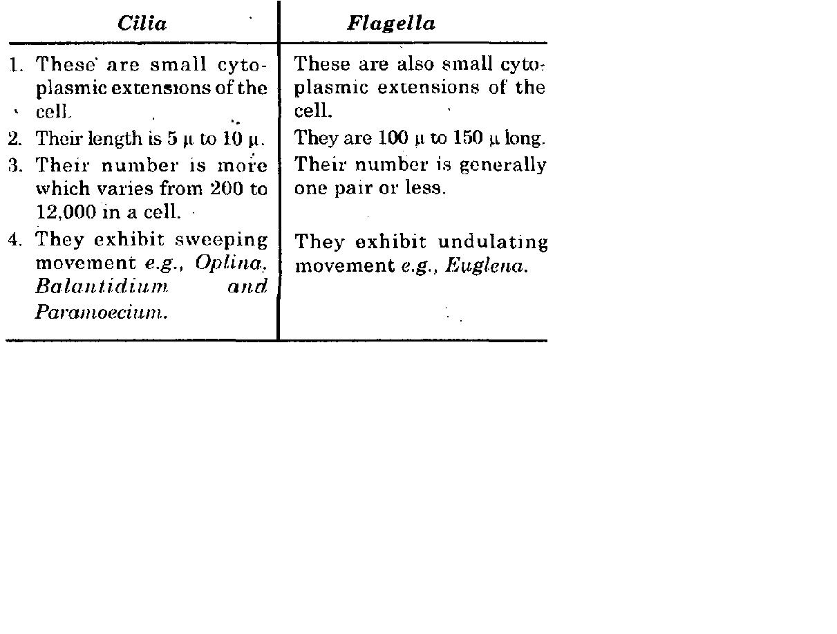 Elite English School Dubai
