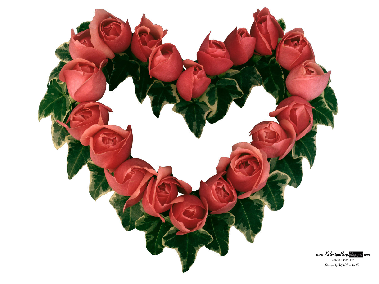 http://1.bp.blogspot.com/-Rxifx572t6s/T_hZWgb7LDI/AAAAAAAAC2I/rlaXOVo9aII/s1600/The-best-top-desktop-roses-wallpapers-hd-rose-wallpaper-white-rose+%252843%2529.jpg