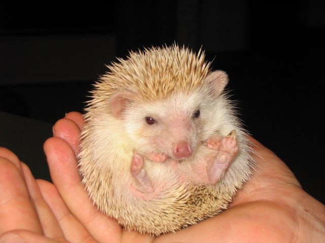 Chernobyl-News: LANDAK MINI (HEDGEHOG)