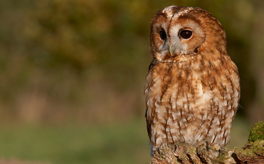 Tawny Owl The Life of Animals