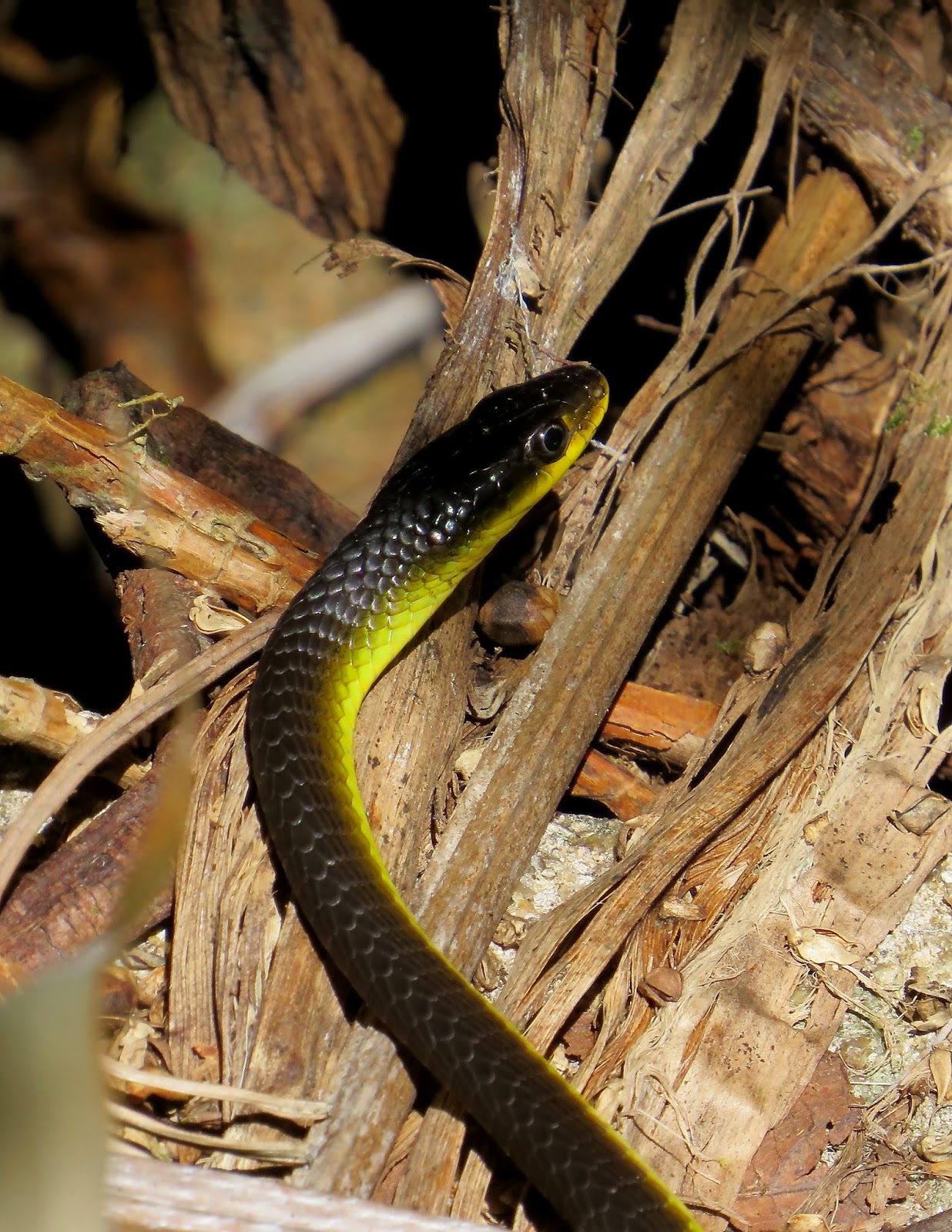 North Queensland Trip, Part 1.