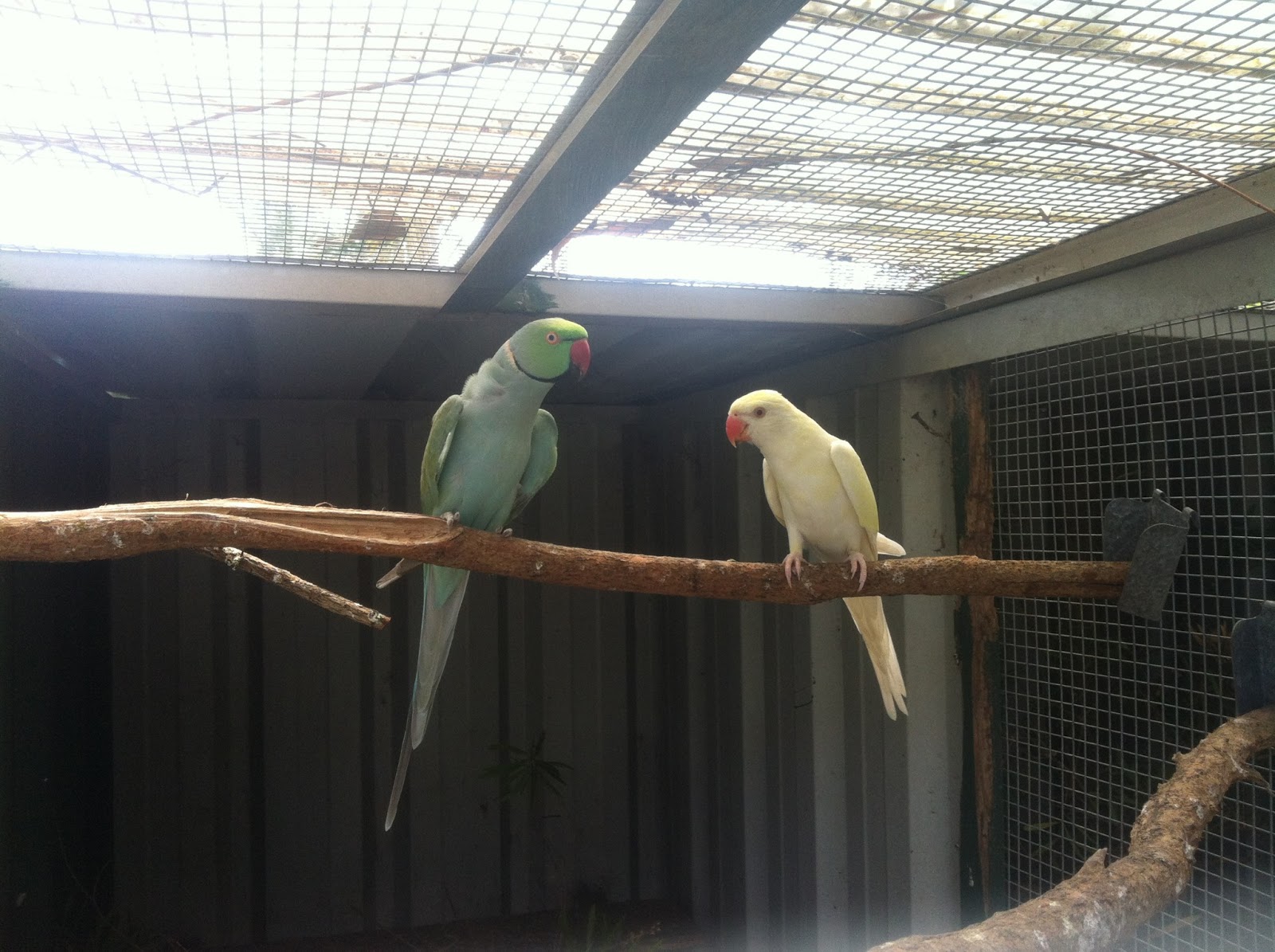 Parrot Breeding Indian Ringneck Parrot New Pair