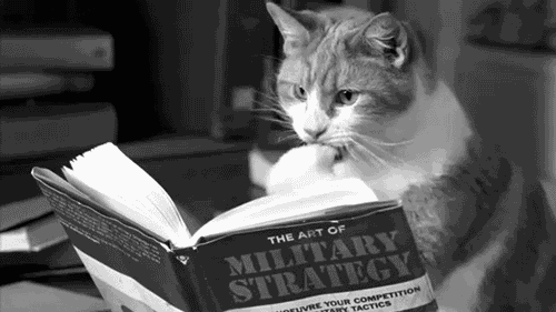 MÈO NGOAN - Chị Mèo đang đọc thơ tình...