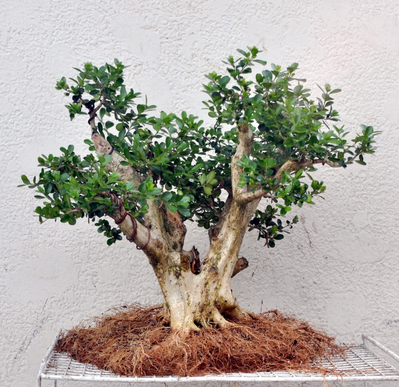 Bonsai - Miniature Boxwood Tree from ; Boxwood Bonsai trees  have dense growing habits and rough bark. This Bonsai Tree needs minimal  sunlight, perfect for an indoor environment. The Boxwood Bonsai Trees