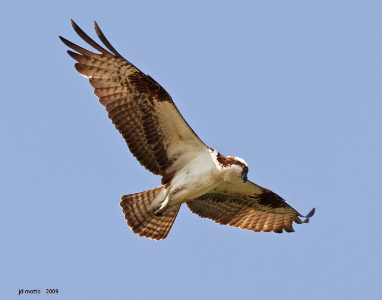 Springfield Plateau Osprey Cam