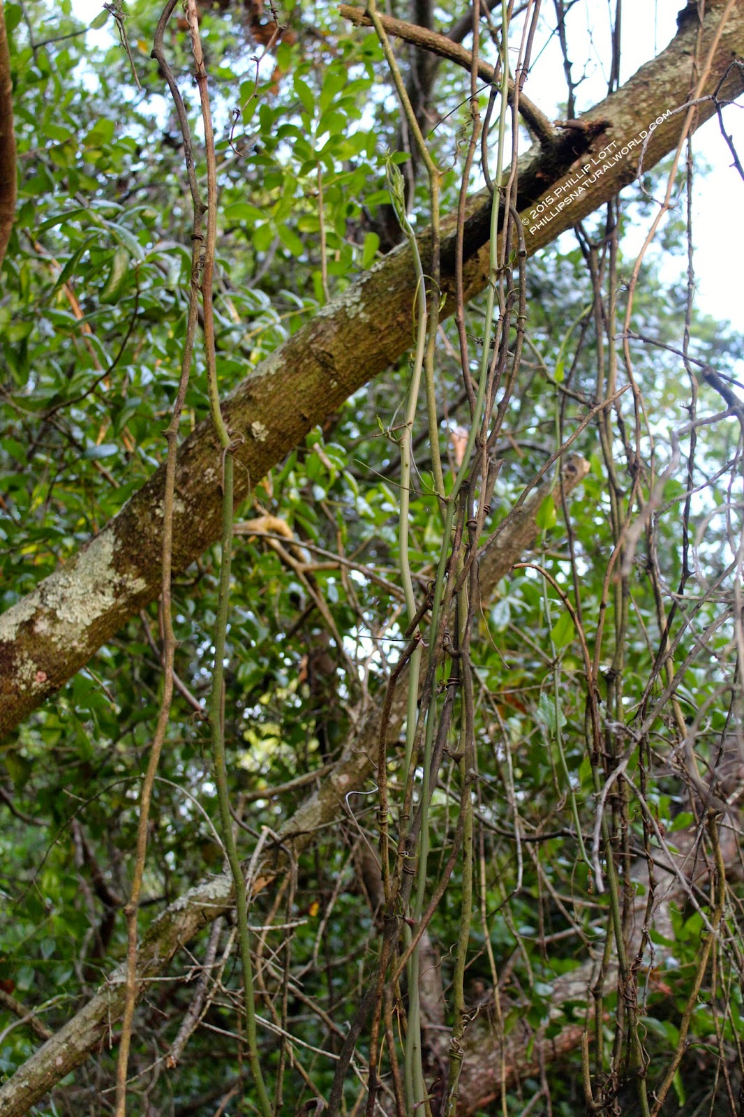 Florida's Thorniest Natives Phillip's Natural World