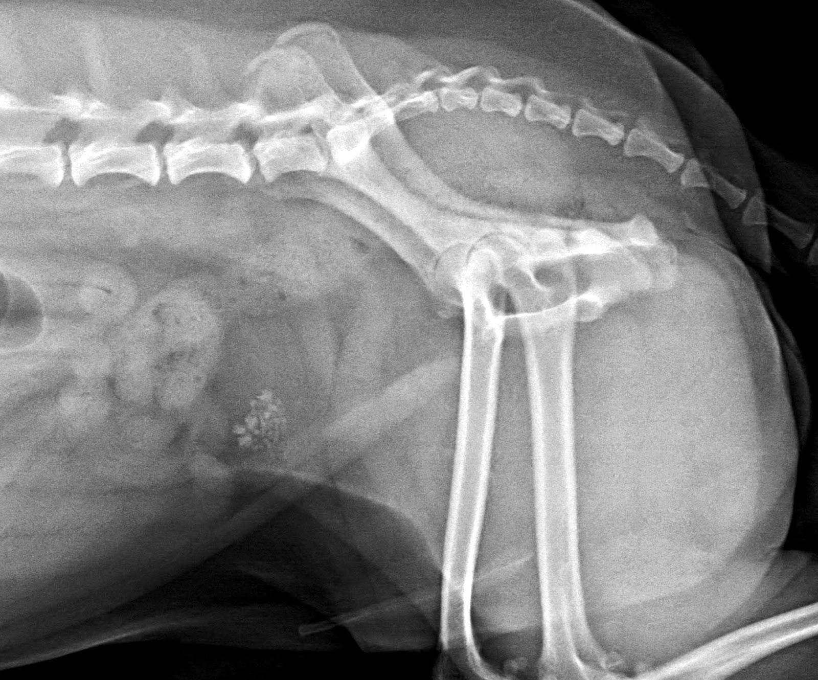 Veterinary Key Points Cystotomy for Removal of Cystic and Urethral