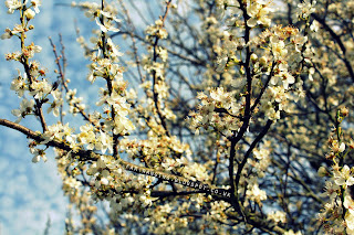 Blackthorn blossoming in the hedgerows, Dedham Vale