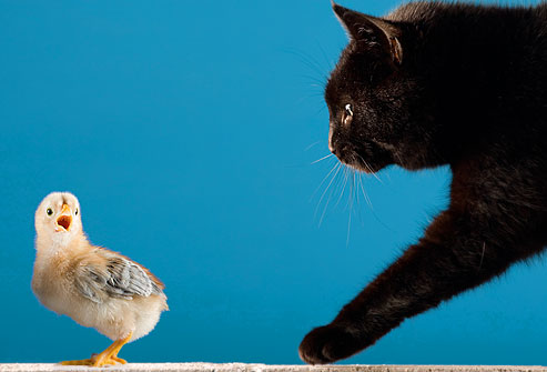 Cats Stalking Prey