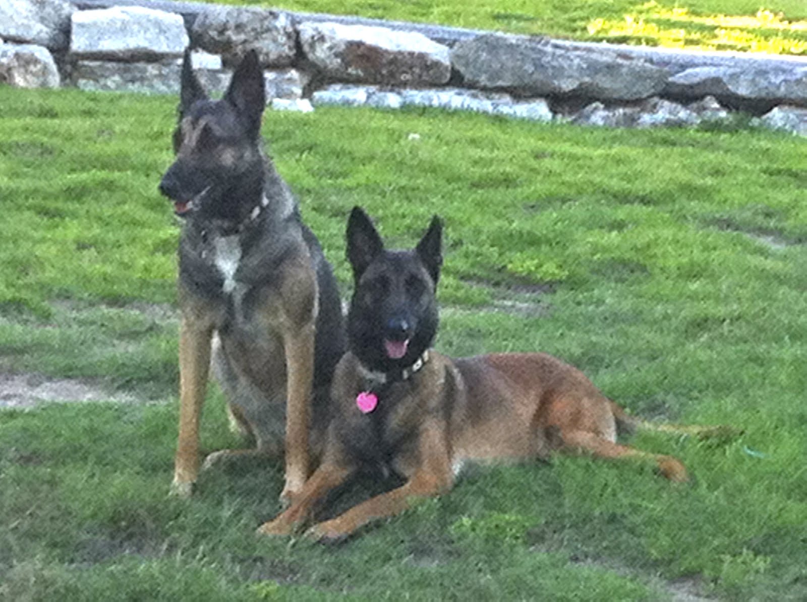 My Pups-Gretchen & Laci