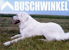 Buschwinkel