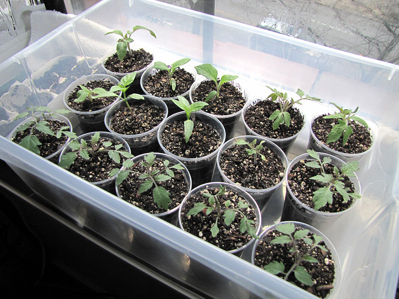 Bucolic Bushwick Potting Up Seedlings