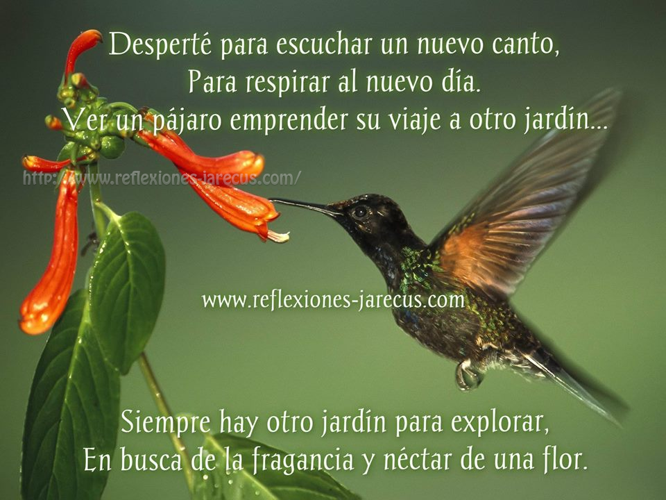 Desperté para escuchar un nuevo canto, para respirar al nuevo día