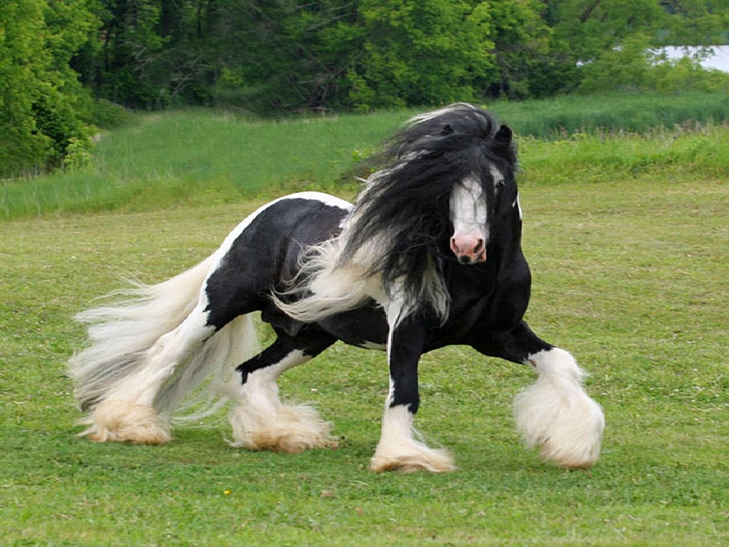 Las Mejores Imagenes de Caballos