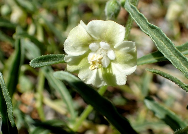 The Plant Hunter A Walk Through Our Test Garden