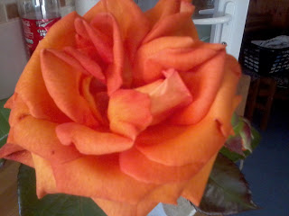 first rose of the year