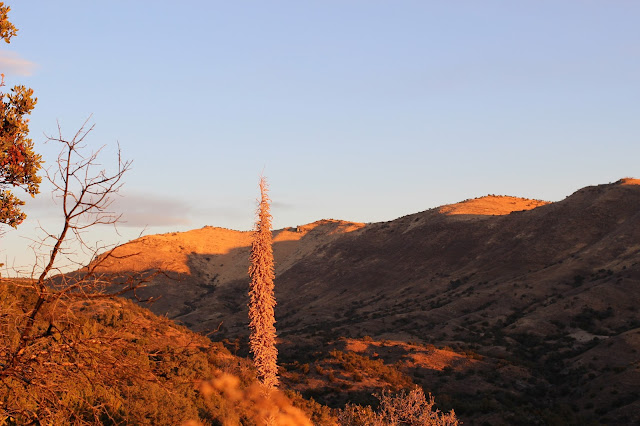 Hunting%2Bfor%2BCoues%2BWhitetail%2Bin%2BMexico%2Bwith%2Bguides%2BJay%2BScott%2Band%2BDarr%2BColburn%2B29.JPG