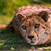 Wallpaper Cheetah Lying
