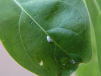 Mealy bug visible on Cestrum leaf