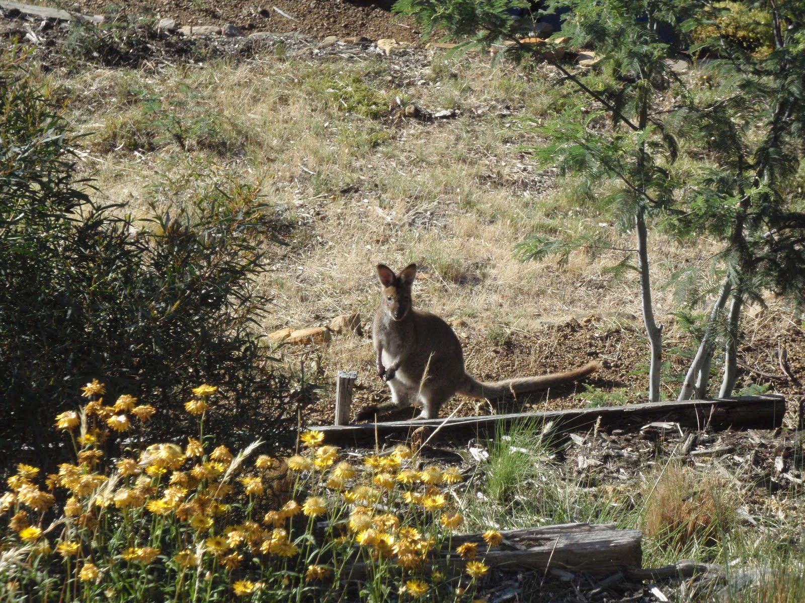 Wallaby