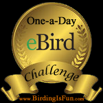  eBird Challenge