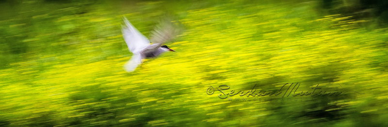 fotoğrafçılık ile ilgili kiraplar fotoğrafçılık ile ilgili kiraplar
