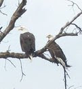 Click this picture to view a live camera feed of an eagle nest.