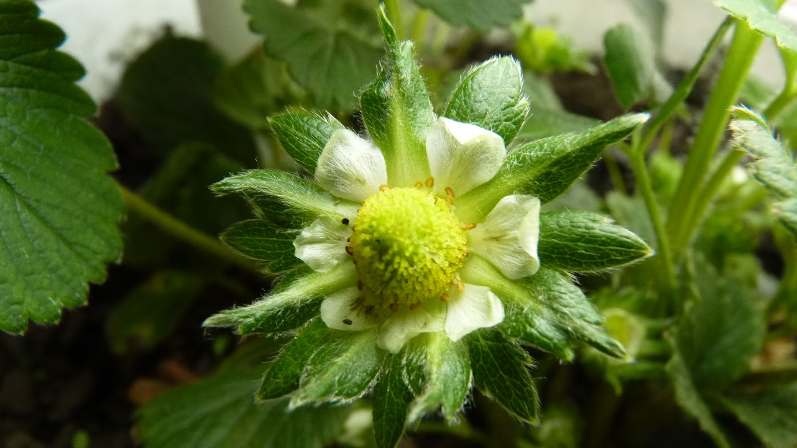 Edible and Elegant Urban Gardening Hand Pollinating Indoor