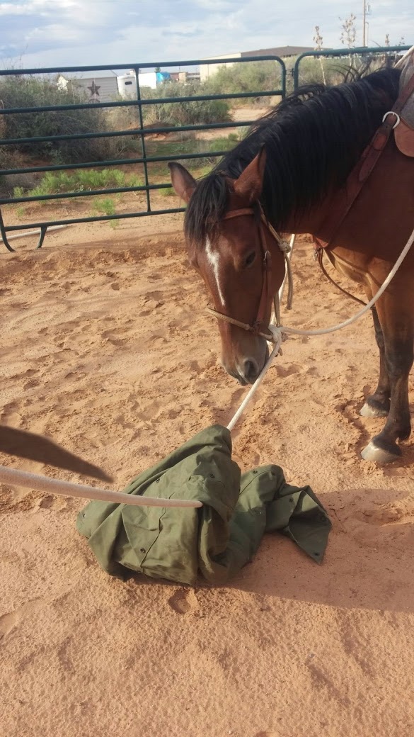Functional Horsemanship Tarp Training for Your Horse