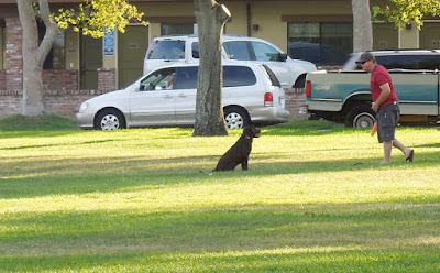 Man Playing with Dog In Paso Robles City Park