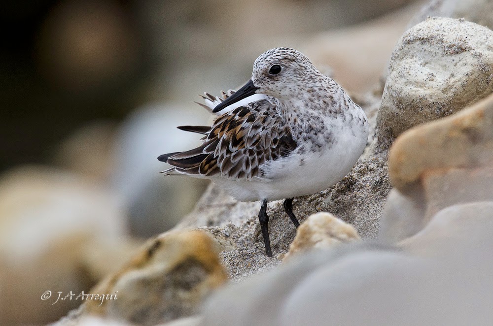 Correlimos tridactilo, Calidris alba, Sanderling Correlimos tridactilo, Calidris alba, Sanderling