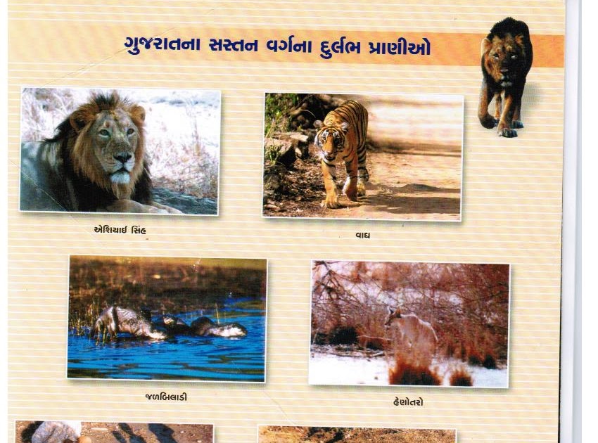 EcoGujarat2020 Rare mammal animals of Gujarat by GEER Foundation