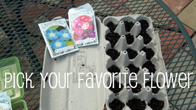 Use egg cartons to start seeds seedlings indoors