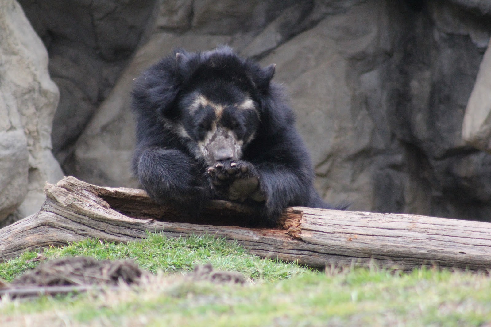 Love, Joy and Peas Bear Claw Cleaning