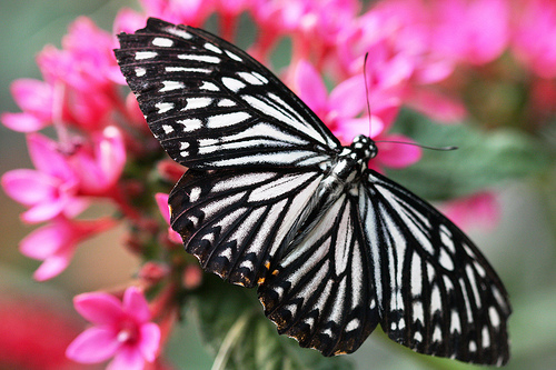 spotted zebra butterfly spotted zebra butterfly