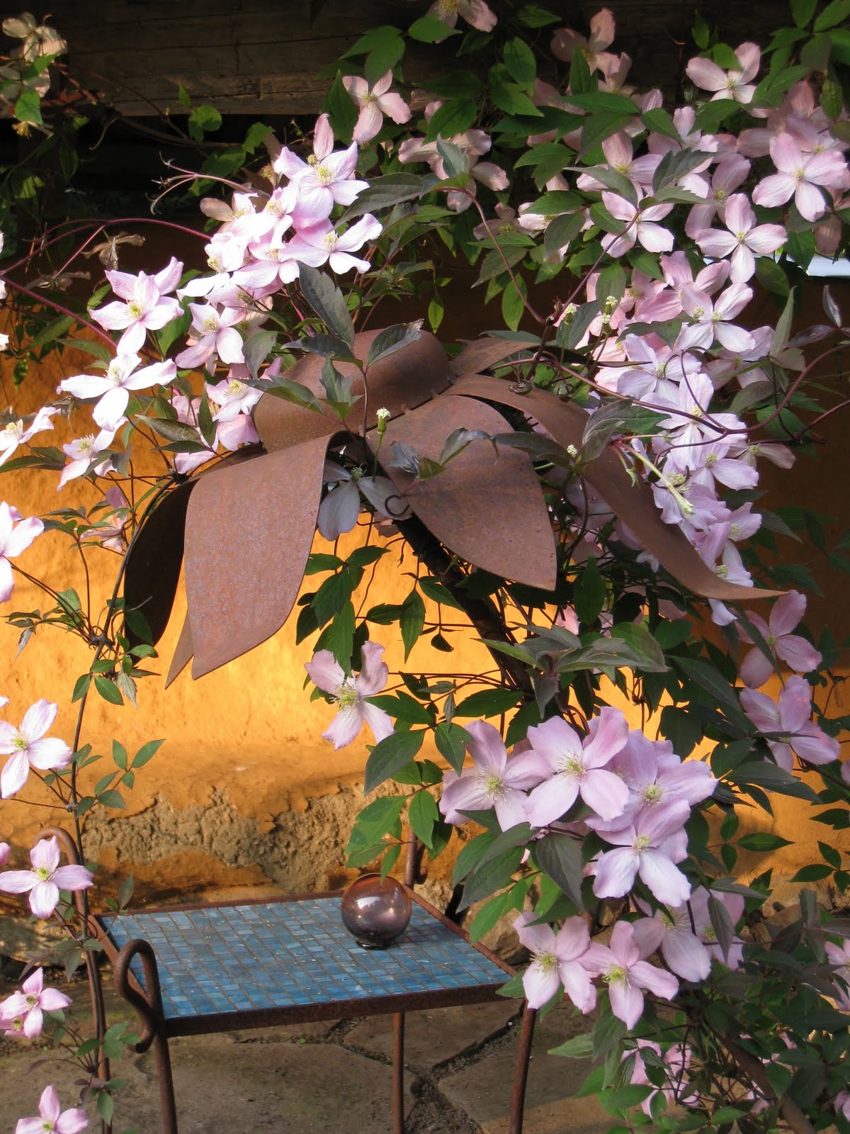 Christina's Garden fragrant clematis