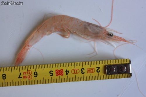 Especies marinas de interes bromatologico Parapenaeus longirostris
