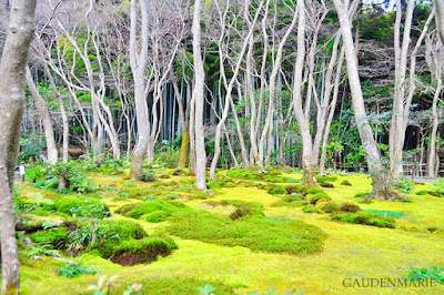 Moss garden