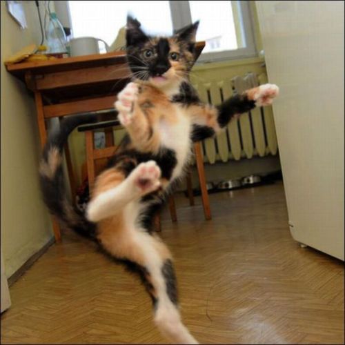 Kung Fu Cat Funny Cat Pictures