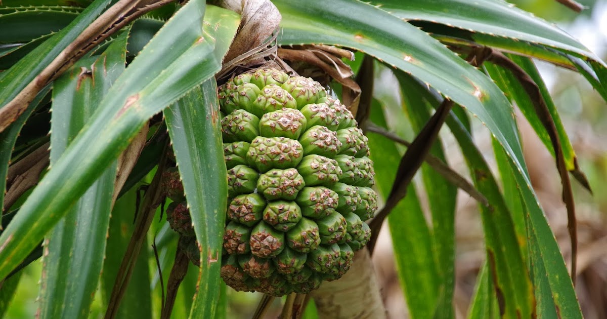 Trees and Plants Pandanus