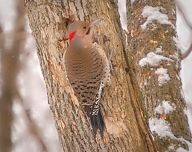 Serenity Cove: Wild about Woodpeckers