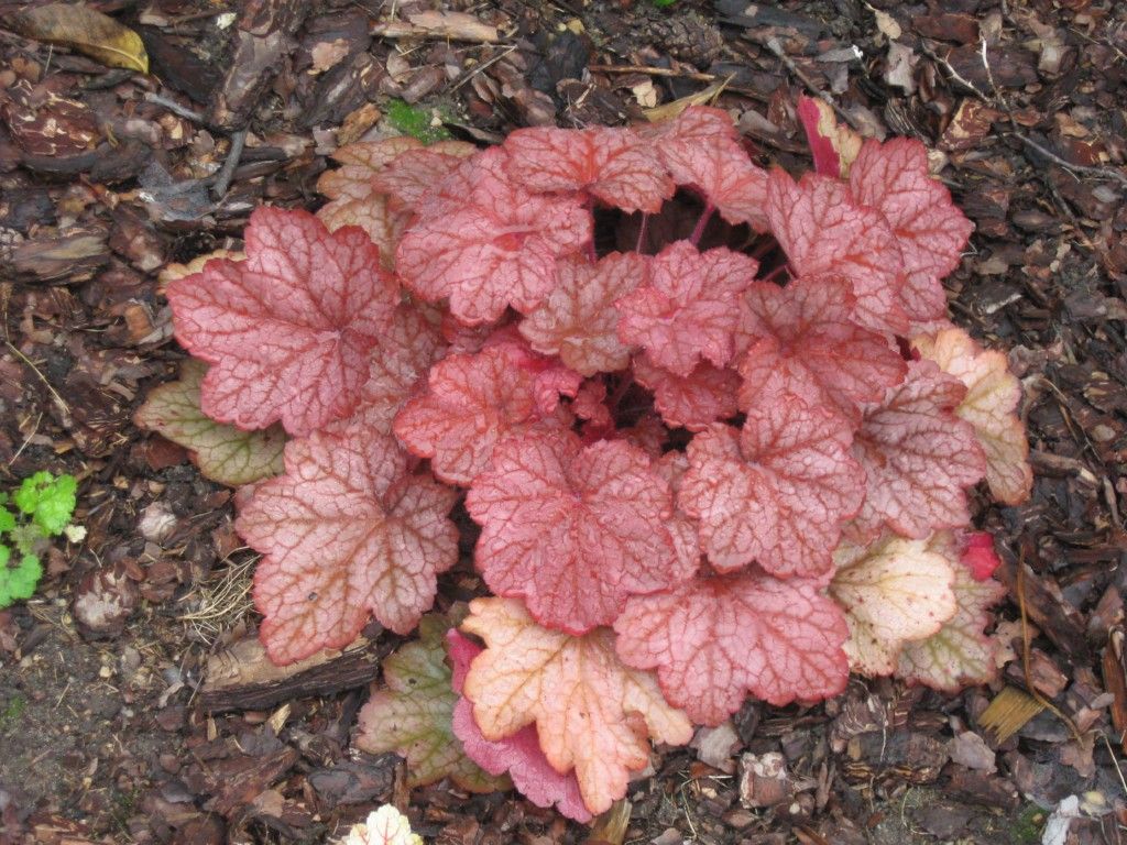 Fifty shades of green Heuchera Peach'