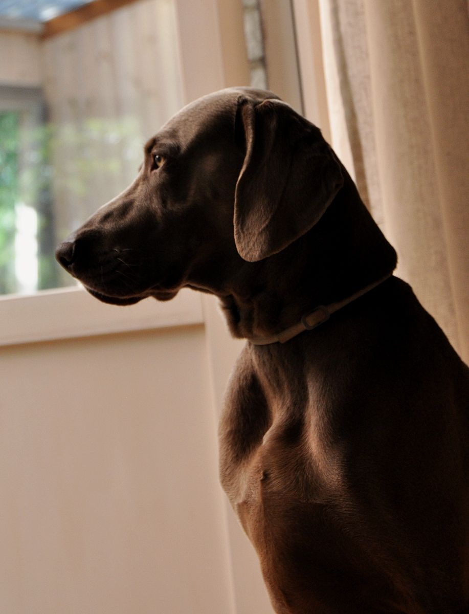 Sveriges sydligaste weimaraner: every day...
