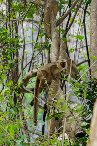 Eulemur fulvus sanfordi