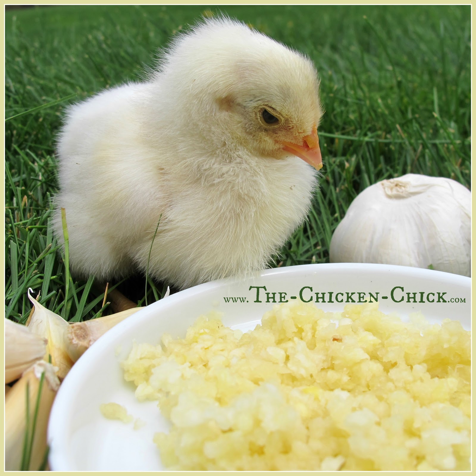 Natural Chicken Keeping Herbal Mentors The Chicken Chick®